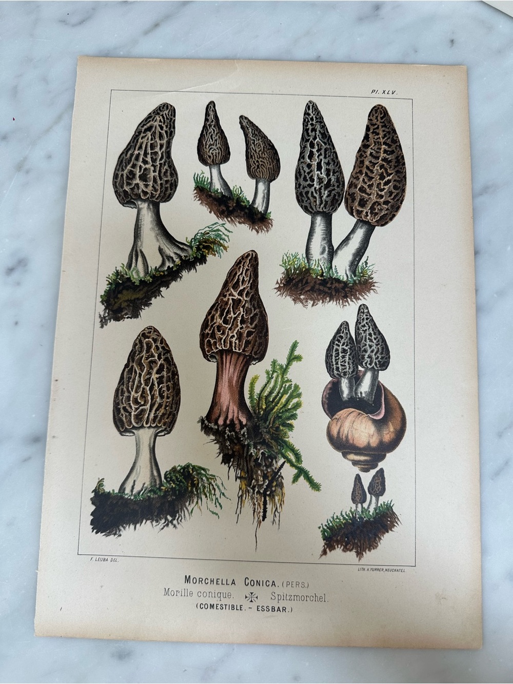 1890 Fritz Leuba Mushroom Natural History Lithograph Plate